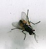 Common_House Fly_Musca_domestica.jpg